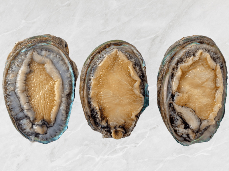 Abalone