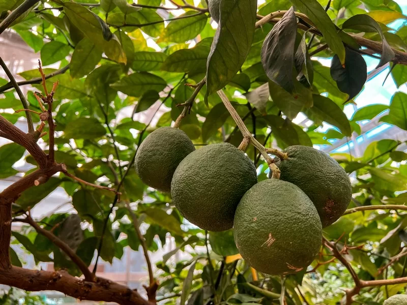 Jeju Citrus Museum (감귤박물관), Jeju Island, Korea