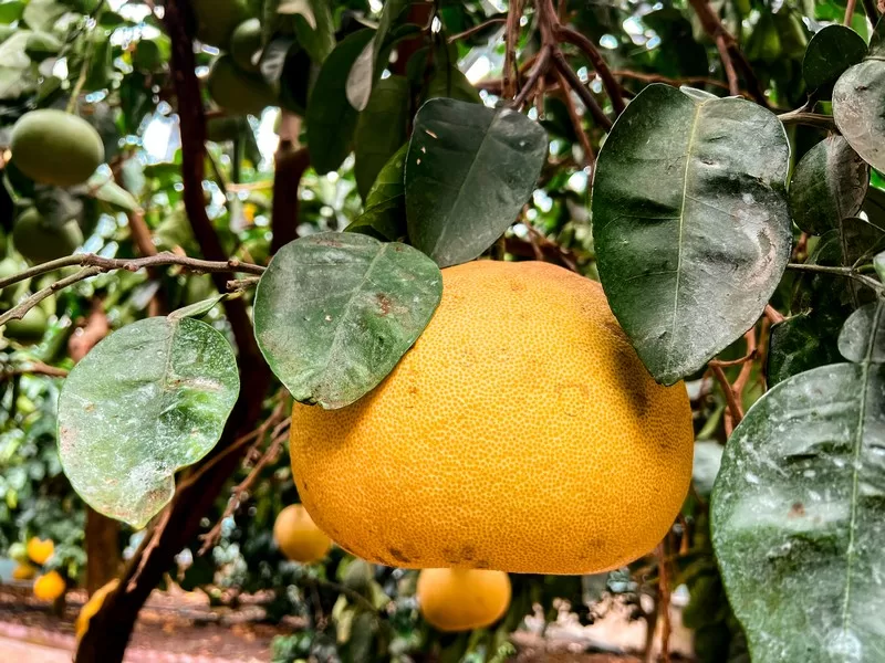 Jeju Citrus Museum (감귤박물관), Jeju Island, Korea