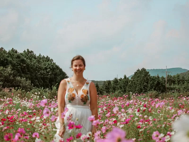 Cafe Glencoe (카페 글렌코), Jeju-si, Jeju-do, Korea; cafe, pink cosmos