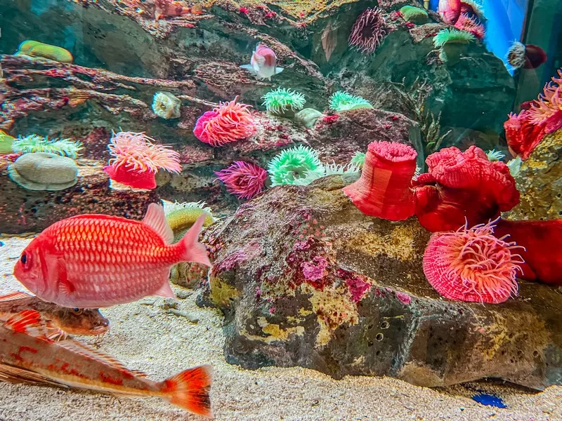 Aqua Planet Jeju (아쿠아플라넷 제주), Seogwipo-si, Jeju-do, Korea