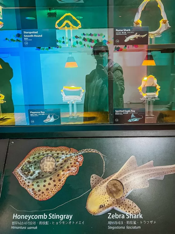 Aqua Planet Jeju (아쿠아플라넷 제주), Seogwipo-si, Jeju-do, Korea