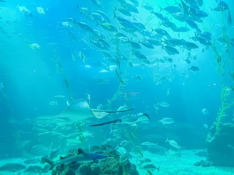 Aqua Planet Jeju (아쿠아플라넷 제주), Seogwipo-si, Jeju-do, Korea