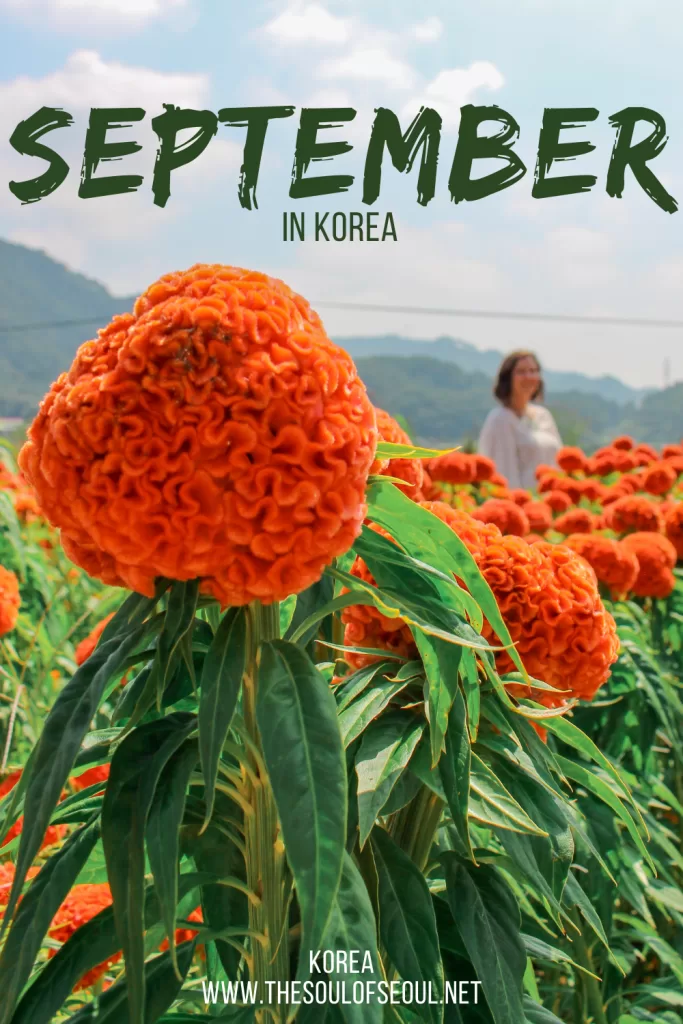 Korea In September: The Weather, Travel Tips, Flowers and Things To Do: Get ready for autumn in Korea. Everything you need to do, see, and eat this September. The events, festivals, and more!