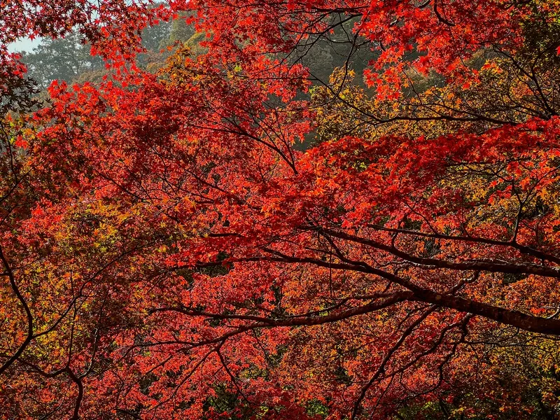 Naejangsan National Park (내장산국립공원), Jeollabuk-do, Korea; fall foliage, maple tree