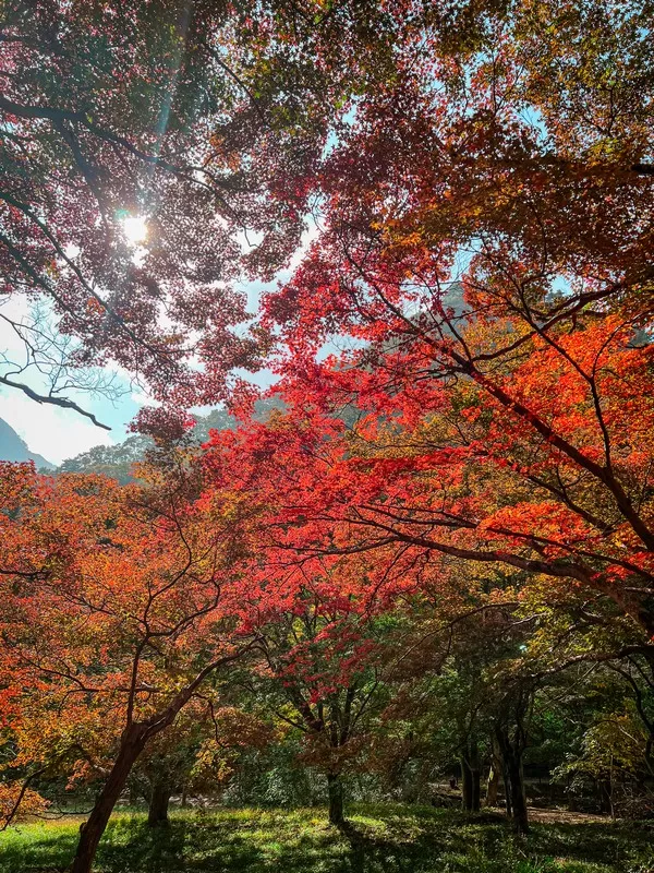 Naejangsan National Park (내장산국립공원), Jeollabuk-do, Korea; fall foliage, maple tree