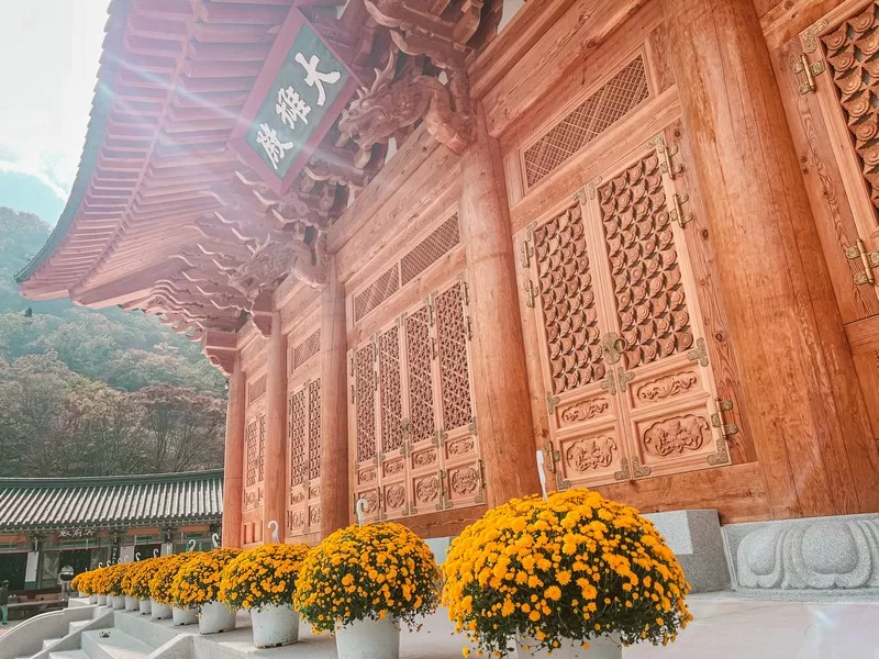 Naejangsa Temple (내장사), Naejangsan National Park (내장산국립공원), Jeollabuk-do, Korea; fall foliage, maple tree