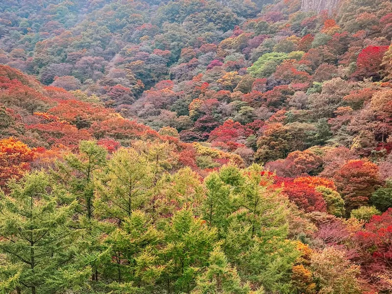 Naejangsan National Park (내장산국립공원), Jeollabuk-do, Korea; fall foliage, maple tree