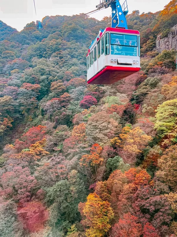 Naejangsan Cable Car (내장산 케이블카), Naejangsan National Park (내장산국립공원), Jeollabuk-do, Korea; fall foliage, maple tree