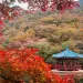 Uhwajeong Pavilion (우화정), Naejangsan National Park (내장산국립공원), Jeollabuk-do, Korea; fall foliage, maple tree and Korean pavilion