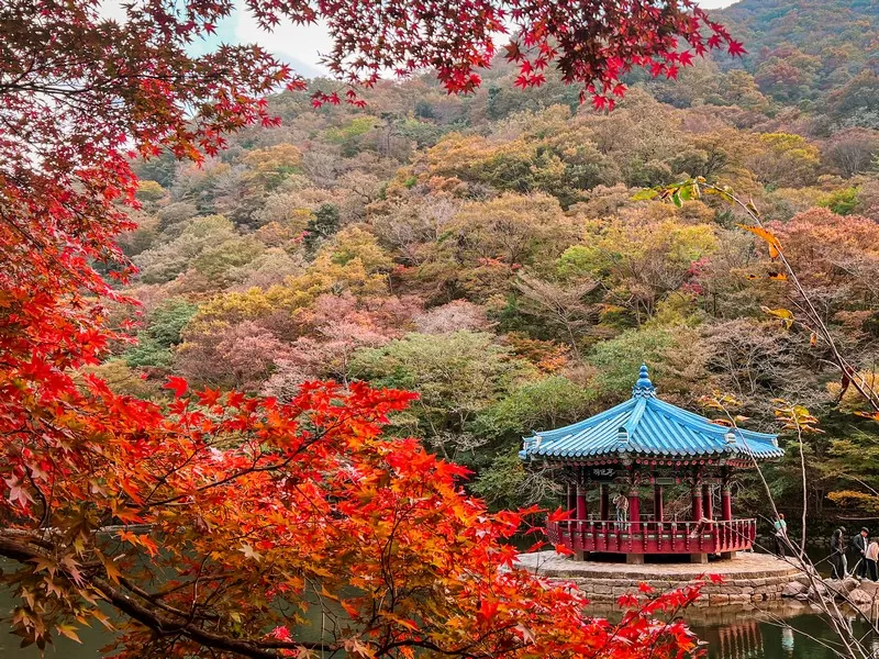 Uhwajeong Pavilion (우화정), Naejangsan National Park (내장산국립공원), Jeollabuk-do, Korea; fall foliage, maple tree and Korean pavilion