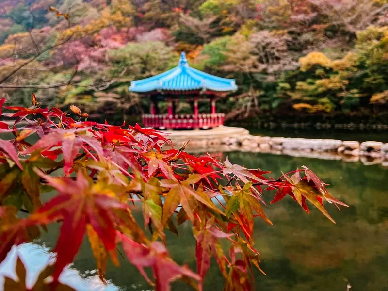 Uhwajeong Pavilion (우화정), Naejangsan National Park (내장산국립공원), Jeollabuk-do, Korea; fall foliage, maple tree and Korean pavilion