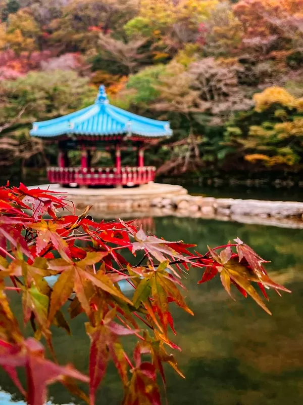 Naejangsan National Park (내장산국립공원), Jeollabuk-do, Korea; fall foliage, maple tree