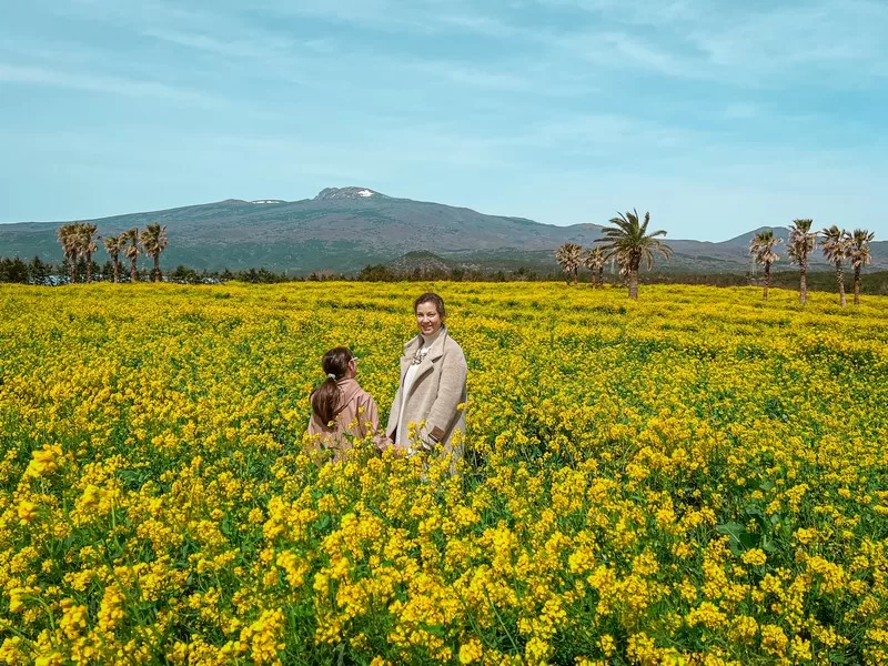 Hueree Nature Life Park (휴애리자연생활공원), Nawon-eub, Seogwipo-si, Jeju-do, Korea; canola field