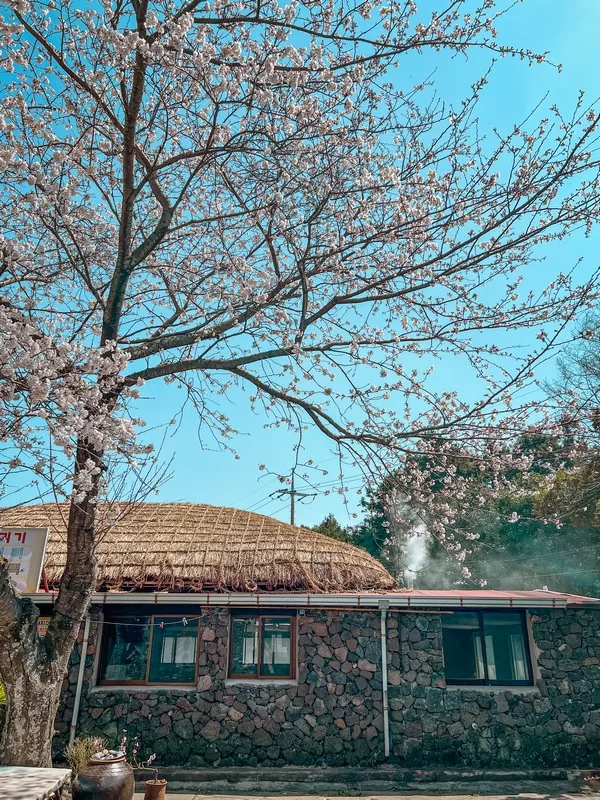 Seongeup Folk Village (성읍민속마을), Pyoseon-myeon, Seogwipo-si, Jeju-do, Korea; Korean folk village, Hanok; cherry blossom flowers