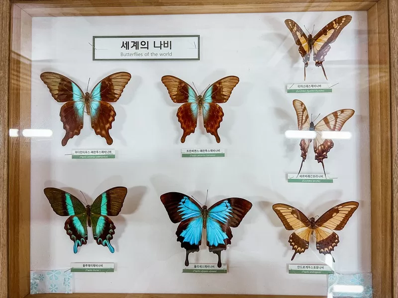 Hueree Nature Life Park (휴애리자연생활공원), Nawon-eub, Seogwipo-si, Jeju-do, Korea