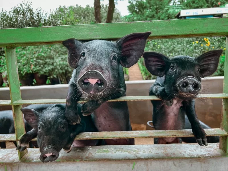 Hueree Nature Life Park (휴애리자연생활공원), Nawon-eub, Seogwipo-si, Jeju-do, Korea; Jeju black pigs