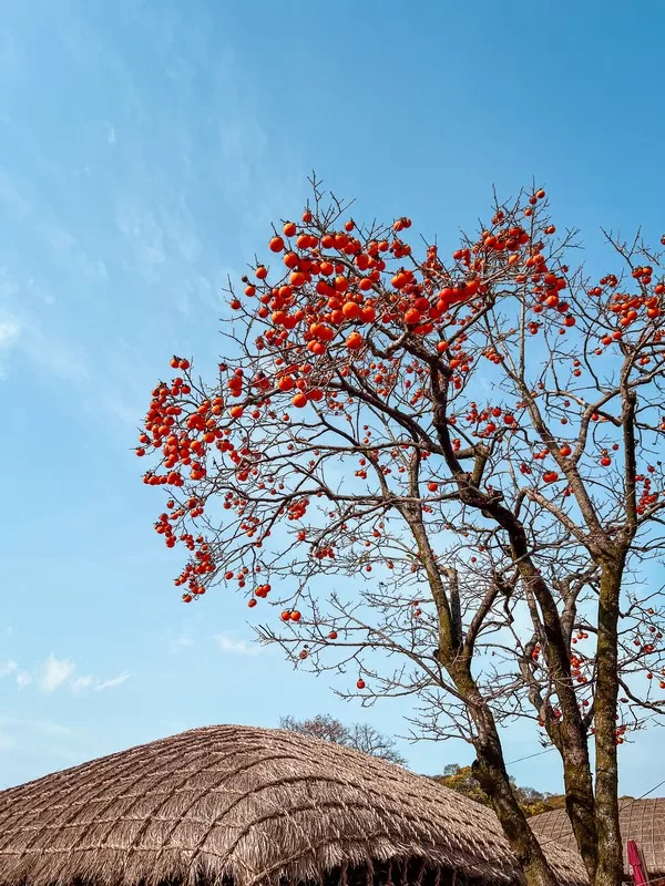 Seongeup Folk Village (성읍민속마을), Pyoseon-myeon, Seogwipo-si, Jeju-do, Korea; Korean folk village, Hanok