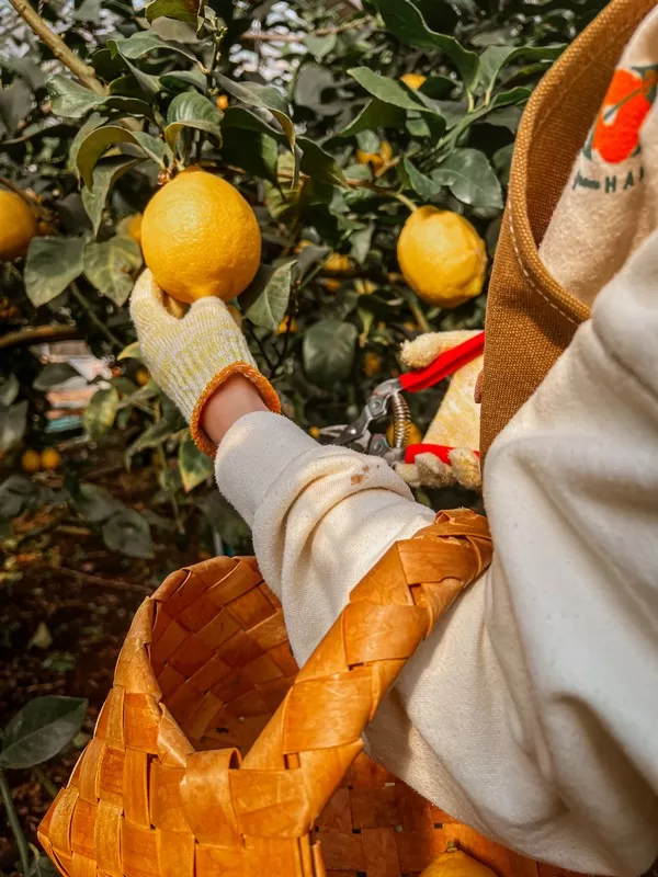 Lemon Museum (레몬뮤지엄), Namwon-eup, Seogwipo-si, Jeju-do, Korea; lemon farm in Korea