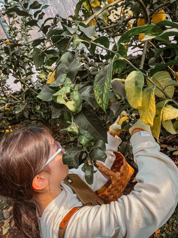 Lemon Museum (레몬뮤지엄), Namwon-eup, Seogwipo-si, Jeju-do, Korea; lemon farm in Korea