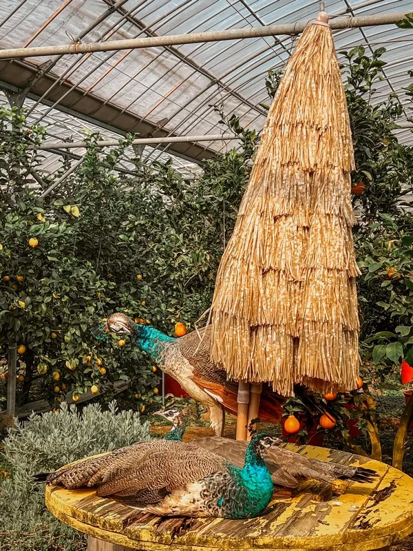 Lemon Museum (레몬뮤지엄), Namwon-eup, Seogwipo-si, Jeju-do, Korea; lemon farm in Korea