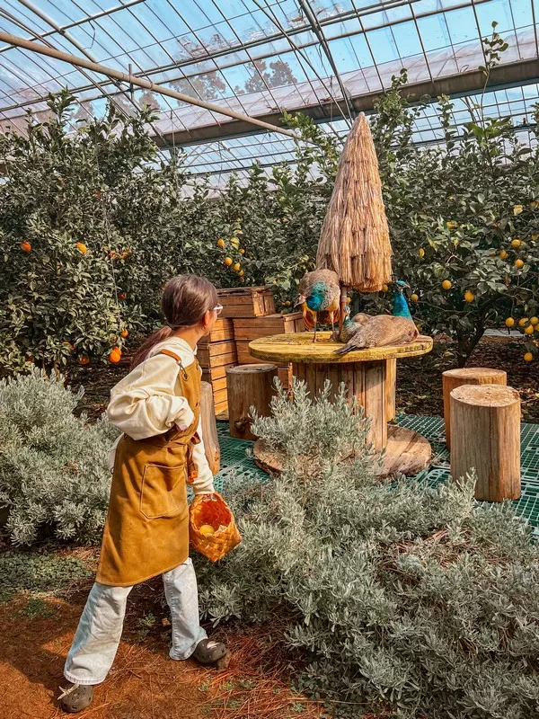Lemon Museum (레몬뮤지엄), Namwon-eup, Seogwipo-si, Jeju-do, Korea; lemon farm in Korea