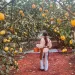 Lemon Museum (레몬뮤지엄), Namwon-eup, Seogwipo-si, Jeju-do, Korea; lemon farm in Korea