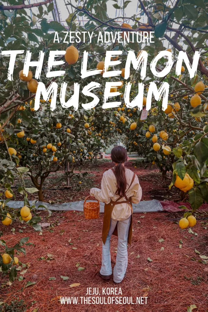Inside Jeju's Lemon Museum in Jeju: A Lemon Farm, Cafe, and Hands-On Experience: Visit the Lemon Museum in Jeju, a lemon farm and cafe offering hands-on experiences, photo spots, and zesty treats in Seogwipo’s countryside.
