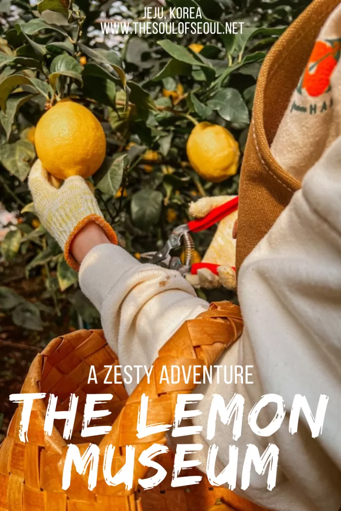 Inside Jeju's Lemon Museum in Jeju: A Lemon Farm, Cafe, and Hands-On Experience: Visit the Lemon Museum in Jeju, a lemon farm and cafe offering hands-on experiences, photo spots, and zesty treats in Seogwipo’s countryside.