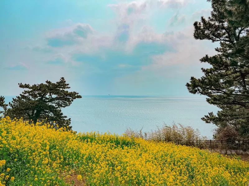 canola flowers, Jeju Island, Korea