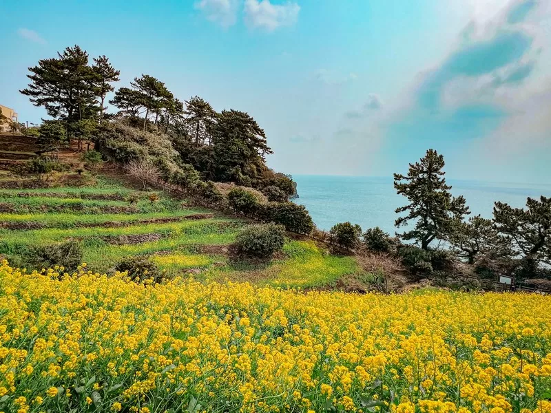 Goseong-ri, Seongsan-eub, Seogwipo-si, Jeju-do; canola flower fields near Seongsan Ilchulbong