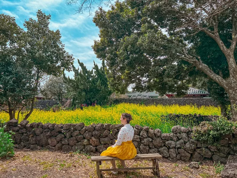 Seongeub Folk Village, Jeju Island, Korea; canola flowers