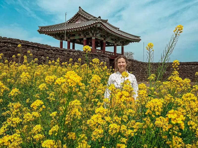 Seongeub Folk Village, Jeju Island, Korea; canola flowers