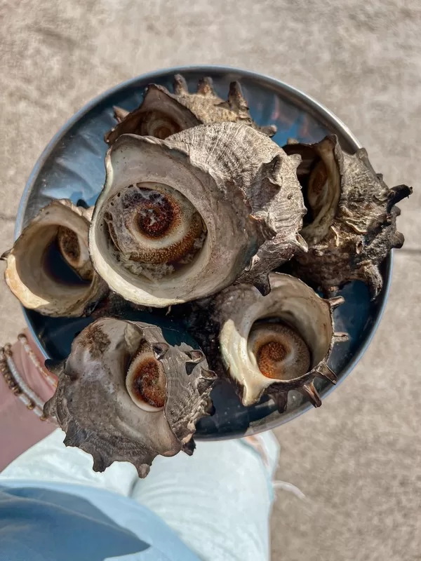 Udo Turban Shell Festival (우도소라축제), Udo Island, Jeju-do, Korea; Korean food