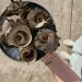 Udo Turban Shell Festival (우도소라축제), Udo Island, Jeju-do, Korea; sora (소라)