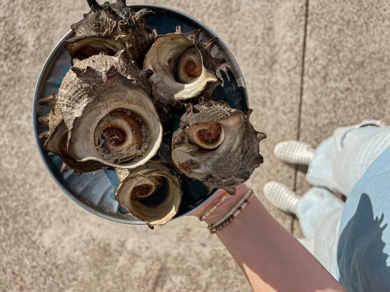 Udo Turban Shell Festival (우도소라축제), Udo Island, Jeju-do, Korea; sora (소라)