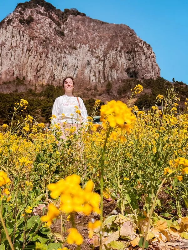 Sanbangsan, Jeju-do, Korea; canola flowers