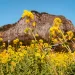 Sanbangsan, Jeju Island; canola flowers