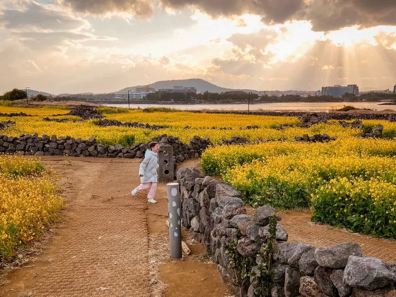 Goseong-ri, Seongsan-eub, Seogwipo-si, Jeju-do; canola flower fields near Seongsan Ilchulbong