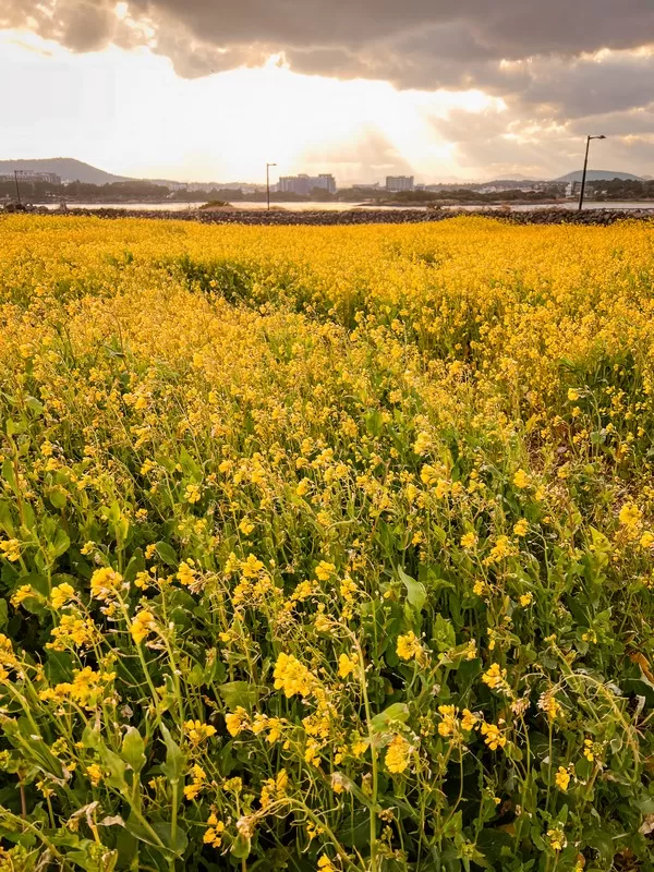 Goseong-ri, Seongsan-eub, Seogwipo-si, Jeju-do; canola flower fields near Seongsan Ilchulbong