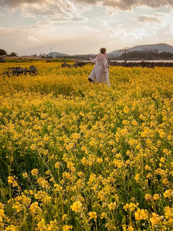 Goseong-ri, Seongsan-eub, Seogwipo-si, Jeju-do; canola flower fields near Seongsan Ilchulbong