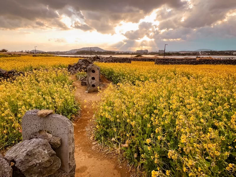 Goseong-ri, Seongsan-eub, Seogwipo-si, Jeju-do; canola flower fields near Seongsan Ilchulbong