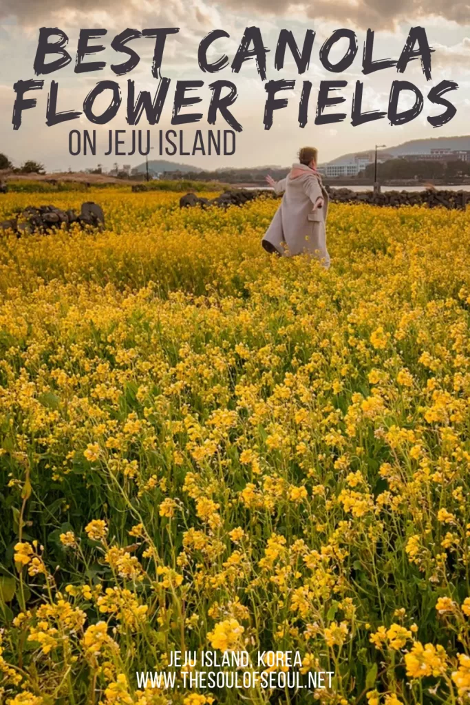 Jeju In Spring: Where To See Jeju's Famous Canola Flowers: Planning a spring trip? Here’s when Jeju canola flower season begins and the best places to see the island’s famous yellow fields.