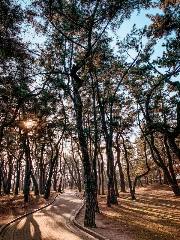 Daereungwon Tomb Complex / Tumuli Park (대릉원경주시 사적공원), Gyeongju, Korea