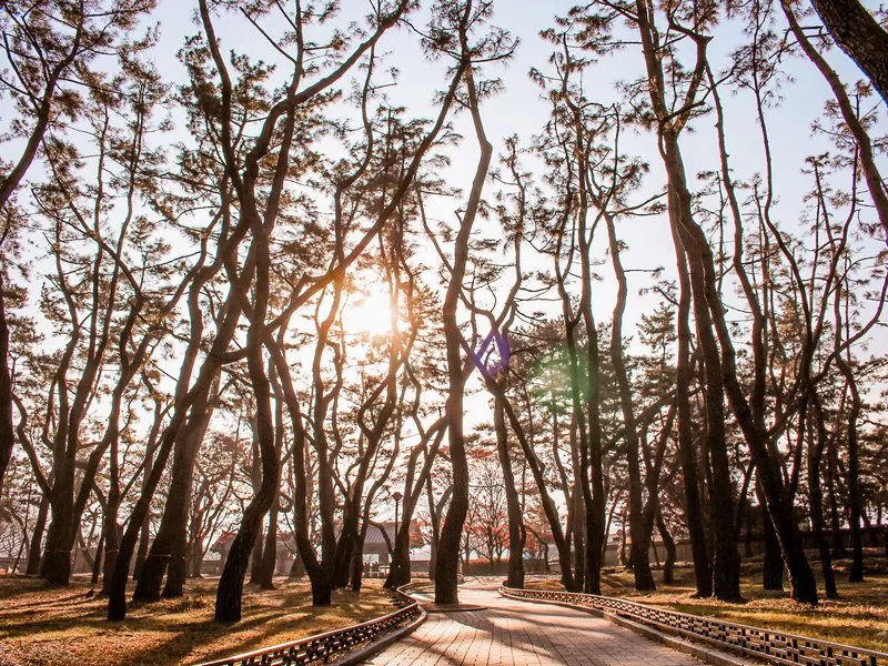Daereungwon Tomb Complex / Tumuli Park (대릉원경주시 사적공원), Gyeongju, Korea