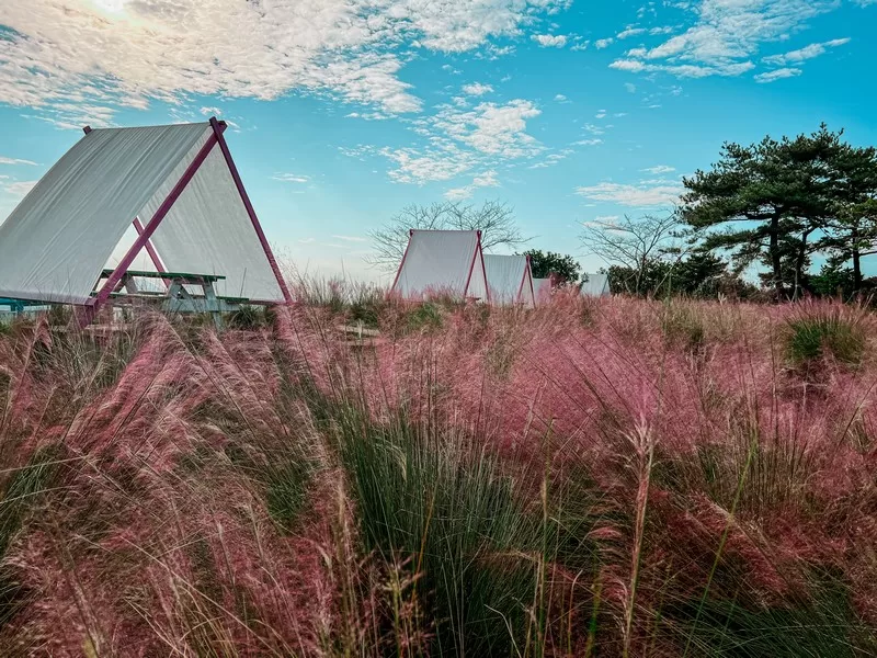Jeju Dawon (제주다원) and the Green Tea Maze Park (녹차미로공원), Seogwipo-si, Jeju-do, Korea; pink muhly