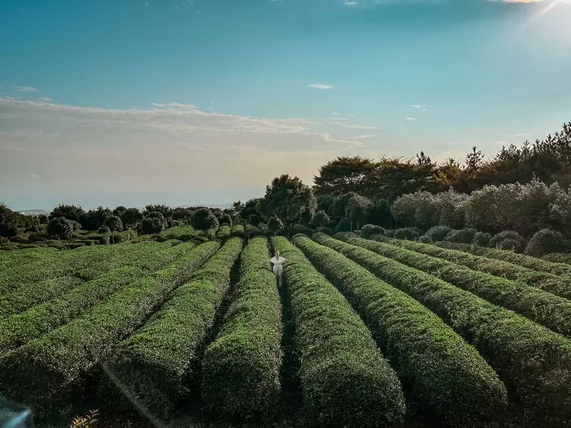 Jeju Dawon (제주다원) and the Green Tea Maze Park (녹차미로공원), Seogwipo-si, Jeju-do, Korea