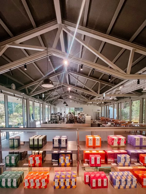 OSULLOC Tea House Tea Factory (오설록 티하우스 티팩토리점), Namwon-eup, Seogwipo-si, Jeju-do; green tea fields