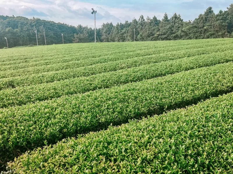 OSULLOC Tea House Tea Factory (오설록 티하우스 티팩토리점), Namwon-eup, Seogwipo-si, Jeju-do; green tea fields