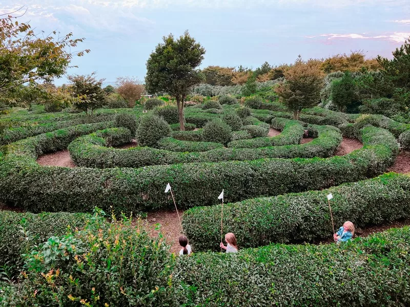 Jeju Dawon (제주다원) and the Green Tea Maze Park (녹차미로공원), Seogwipo-si, Jeju-do, Korea; Green tea maze
